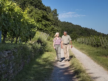 Fränkischer Rotwein-Wanderweg (Bürgstadt, Spessart-Mainland)