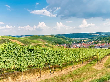 Weinberge bei Beckstein (Lauda-Königshofen/Liebliches Taubertal)