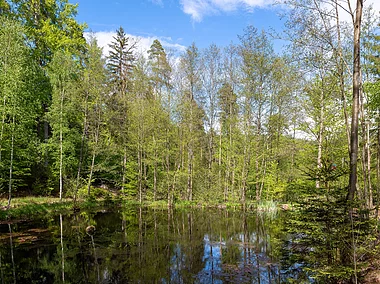 Waldsee (Rüdenau, Spessart-Mainland)