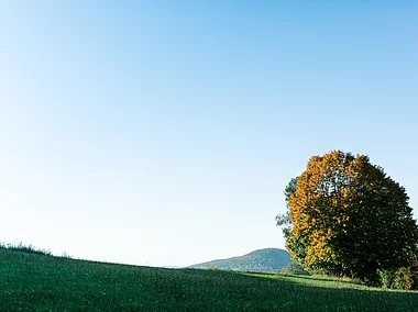 Kastanienbaum (Laufach, Spessart-Mainland)