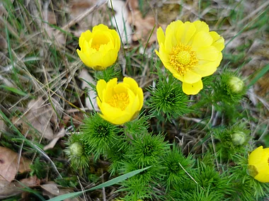 Gipshügel-Adonisröschen (Sulzheim, Steigerwald)