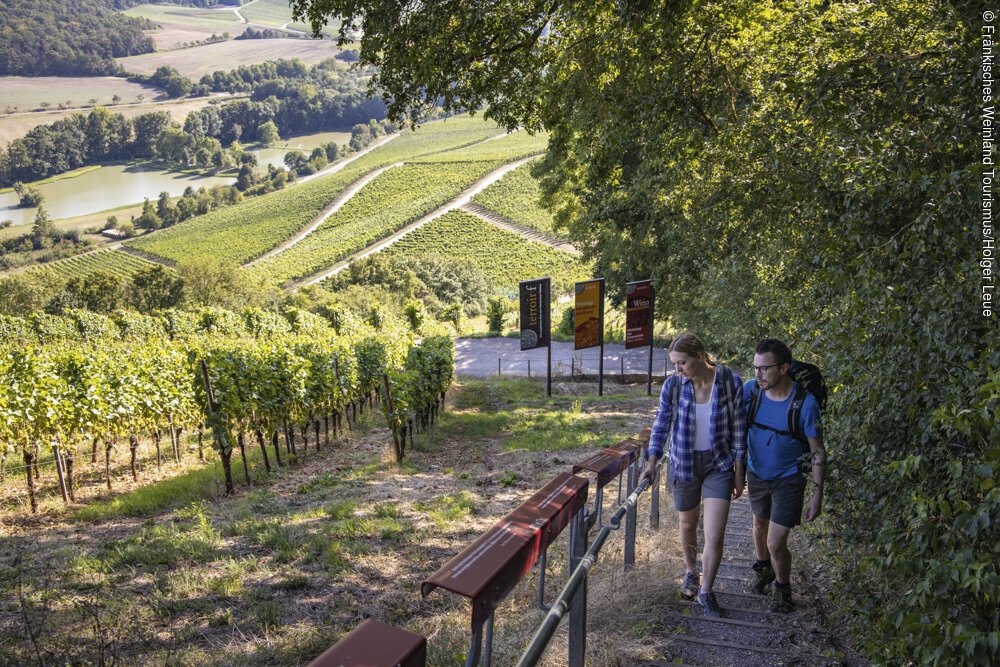 terroir f (Oberschwarzach-Handthal, Steigerwald)